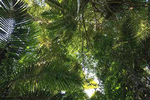Worms: Canopy tropical rainforest Queensland, Australi