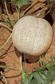 Musk: Cantaloupe Vine