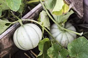 Cucumis: Cantaloups in a squarefoot garden
