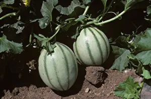 Cucumis: Canteloupe (Cucumis melo)
