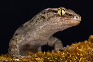 Brunnea: Canterbury gecko (Woodworthia brunneus) small form