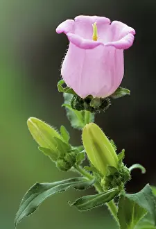 Campanula: CanterburyBell