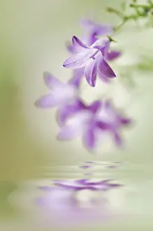 Campanula: CanterburyBell
