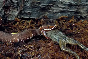 Vipers: Cantil Eating Frog