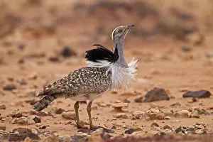 Bustard: Cantilever Bustard (Chlamydotis undulata fuertaventurae)