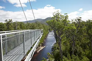 Walkway: Cantilever, Tahune AirWalk, 48 meters above