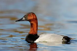 Tachyeres: Canvasback