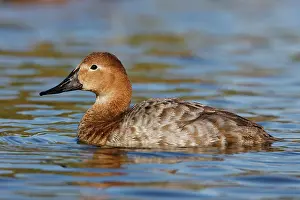 Tachyeres: Canvasback