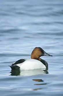 Drakes: Canvasback