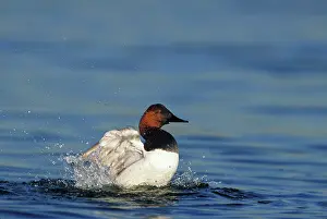 Drakes: Canvasback drake