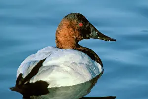 Valisineria: Canvasback - drake on pond