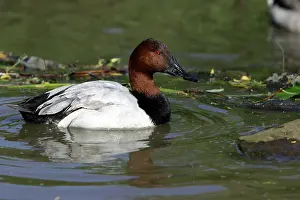 Valisineria: Canvasback - drake swimming on lake