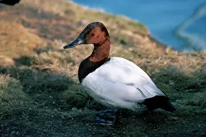 Valisineria: Canvasback Duck - male