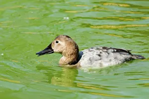 Valisineria: Canvasback female