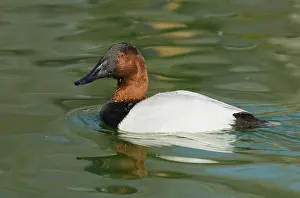 Valisineria: Canvasback male