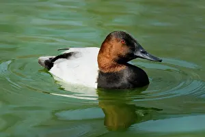 Valisineria: Canvasback male