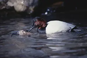 Valisineria: Canvasbacks Mating