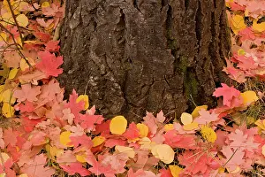 Maples: Canyon Maple - fallen leaves of Canyon maple (Acer