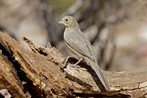 Towhee: Canyon Towhee