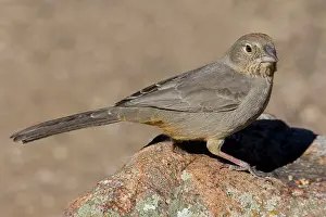 Towhee: Canyon Towhee