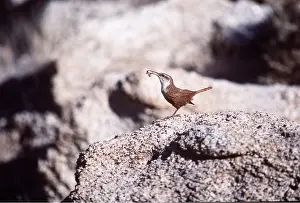 Grub: CANYON WREN - with grub in beak