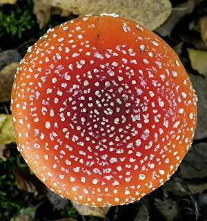 Wind: Cap of a red fly agaric musroom in the forest