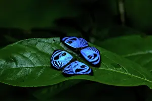 Amazonian: Capanea Eyemark (Semomesia capanea) males on a leaf