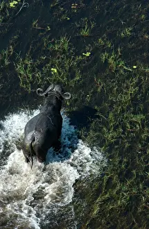 Deltas: Cape / African Buffalo