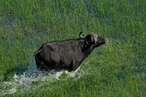 Deltas: Cape / African Buffalo