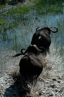 Deltas: Cape / African Buffalo