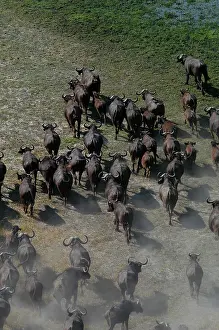 Deltas: Cape / African Buffalo - Herd