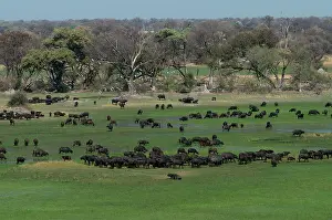 Deltas: Cape / African Buffalo - Herd