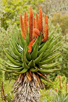 Aloes: Cape Aloe / Bitter Aloe / Red Aloe. South Africa