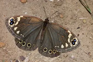 Clytus: Cape Autumn Widow Butterfly - Adult resting on ground