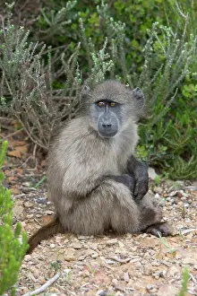 Lost: Cape baboon also called Chacma baboon sitting