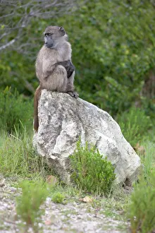 Lost: Cape baboon also called Chacma baboon sitting