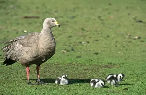 Novaehollandiae: Cape Barren Geese