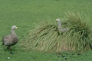 Mates: Cape Barren Geese