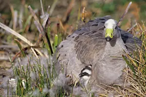 Cereopsis: Cape Barren Geese - Family groups to flocks of 100 plus