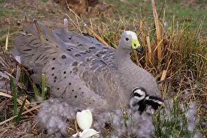 Cereopsis: Cape Barren Geese - Mother on nest with young newly hatched
