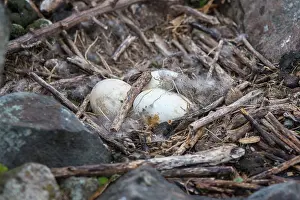 Cereopsis: Cape Barren Goose 2 eggs in nest encased in down feathers
