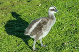 Cereopsis: Cape Barren Goose 3 week old chick walking