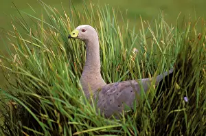 Cereopsis: Cape Barren Goose