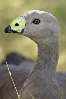 Tasmanian: Cape Barren Goose
