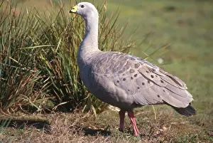 Novaehollandiae: Cape Barren Goose