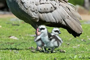 Cereopsis: Cape Barren Goose adult with 3 week old chick at foot