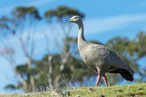 Cereopsis: Cape Barren Goose adult