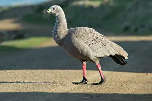 Cereopsis: Cape Barren Goose adult crossing road