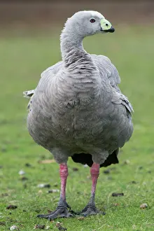 Cereopsis: Cape Barren Goose adult out grazing
