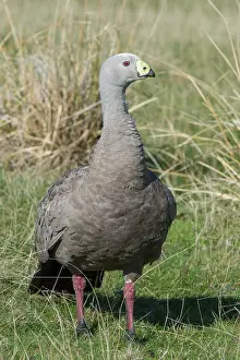 Cereopsis: Cape Barren Goose adult out grazing